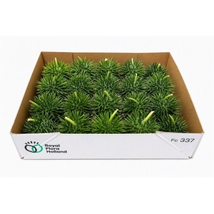 Sier Cucumis Egel Xl Holl X20