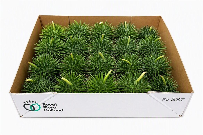 <h4>Sier Cucumis Egel Xl Holl X20</h4>