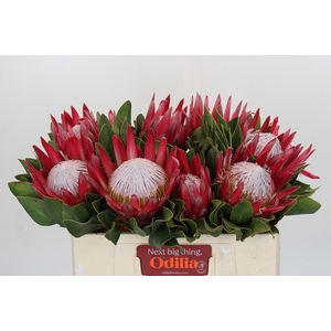 Protea Cynaroides Madiba