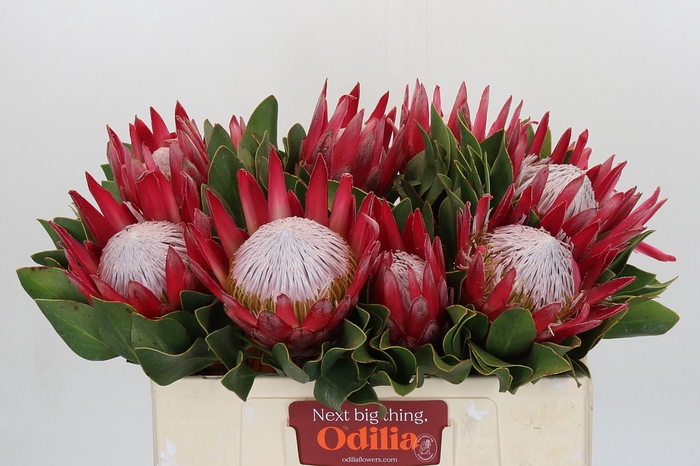 <h4>Protea Cynaroides Madiba</h4>