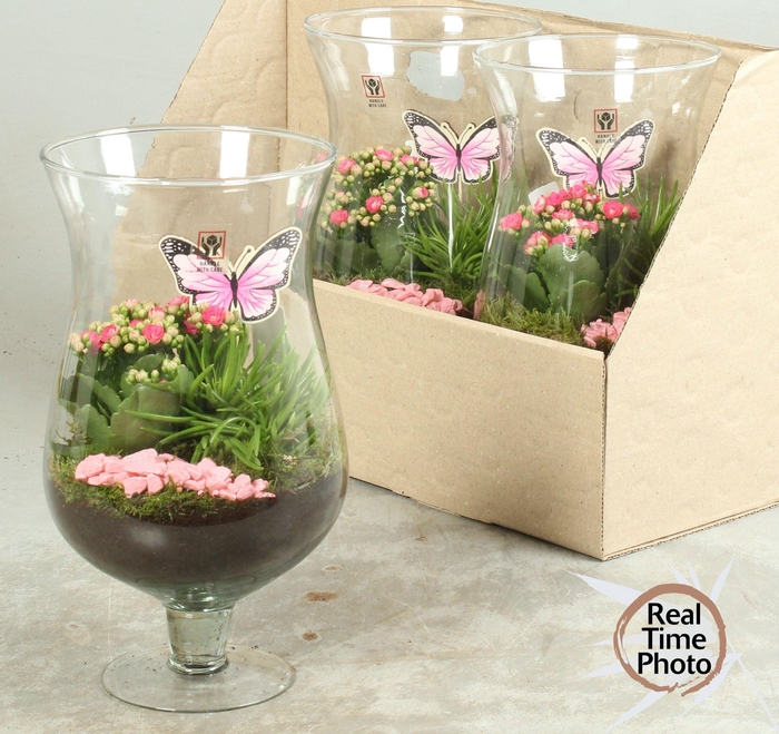 <h4>ARR KAMERPL</h4>