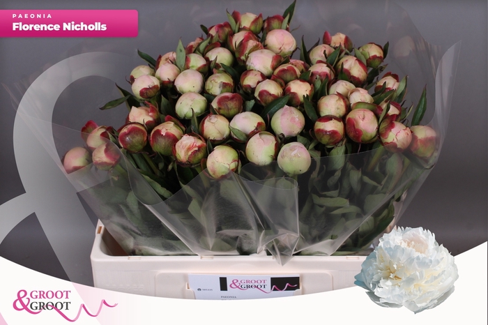 <h4>PAEO L FLOR NICHOLLS</h4>