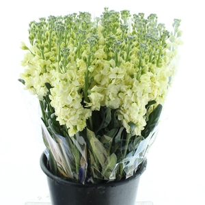 Matth Incana Iron Yellow