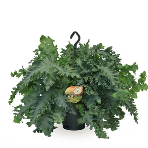 Phlebodium aureum Davana