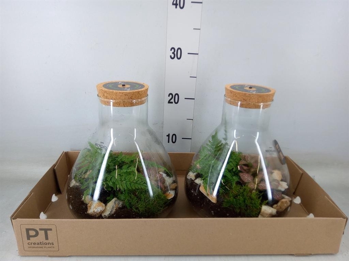 <h4>Arr.   Kamerplant Groen H%</h4>