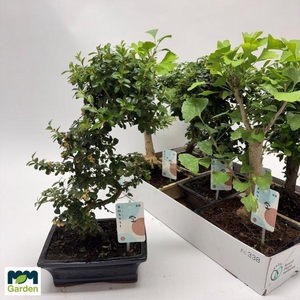 BONSAI GEM