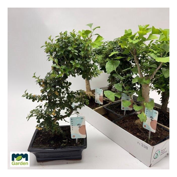 <h4>BONSAI GEM</h4>