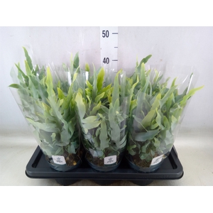 Phlebodium aureum 'Blue Star'