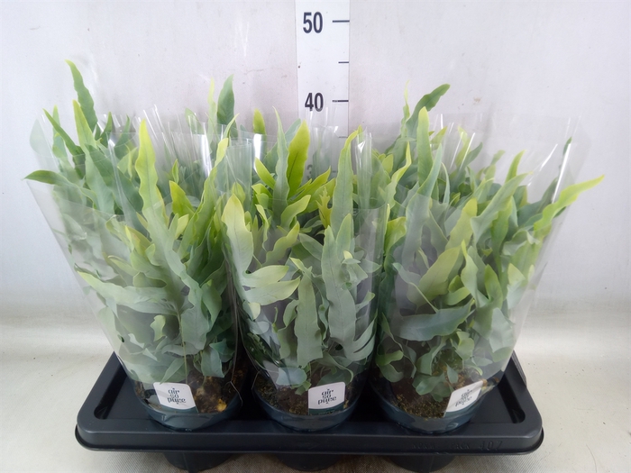 <h4>Phlebodium aureum 'Blue Star'</h4>