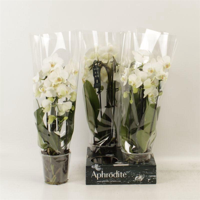 <h4>PHAL EL CASCADE</h4>