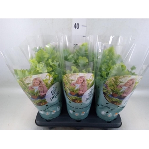 Phlebodium aureum 'Davana'