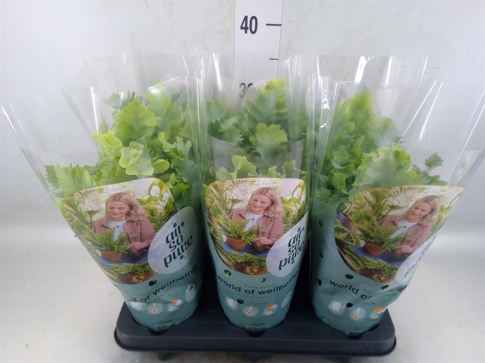 <h4>Phlebodium aureum 'Davana'</h4>