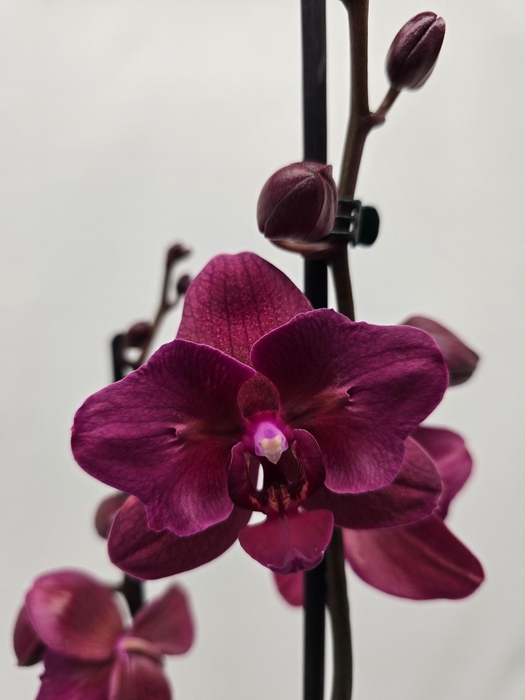 <h4>Limited 40 week 18</h4>