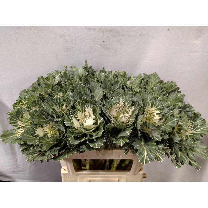 <h4>Brass Empire Faina</h4>