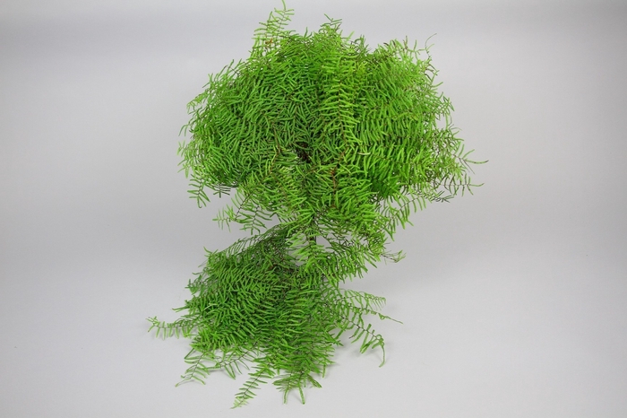 <h4>Coralfern  x 30 Green Ocean</h4>