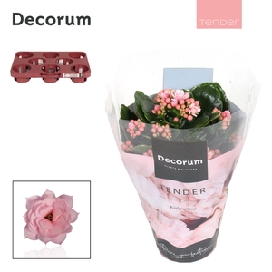 Kalanchoe Decorum TENDER - Serenity Soft Pink