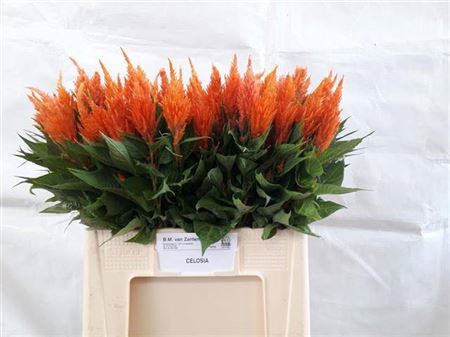 <h4>Cel P Apricot Brandy</h4>