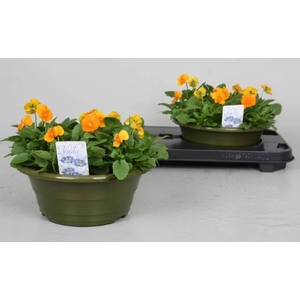 VIO CO PE PRO ORANGE