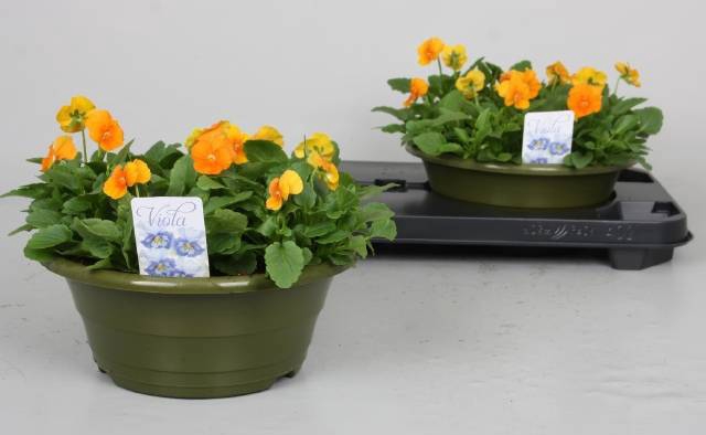 <h4>VIO CO PE PRO ORANGE</h4>