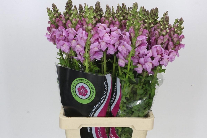 <h4>ANTIR POTO LAVEND</h4>