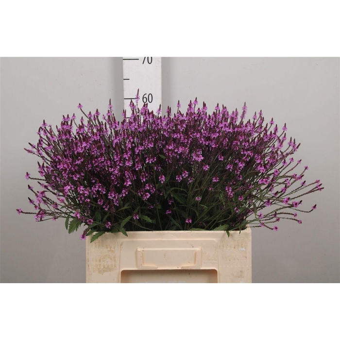 <h4>Verbena Off Bampton</h4>