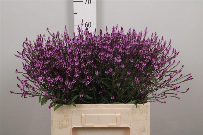 Verbena Off Bampton