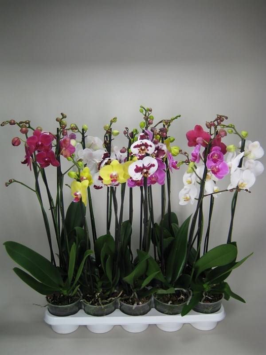 Phalaenopsis   ...mix  7
