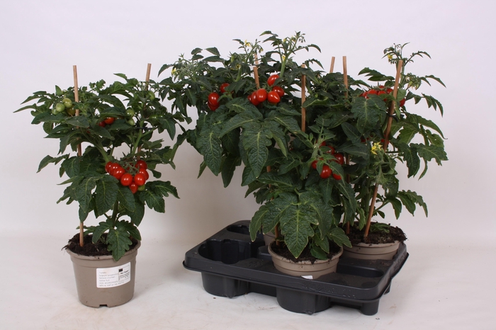 <h4>TOMATENPLANTEN</h4>