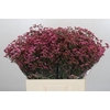 Limonium China Red