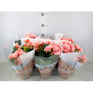 Begonia elat. DU 'Borias'