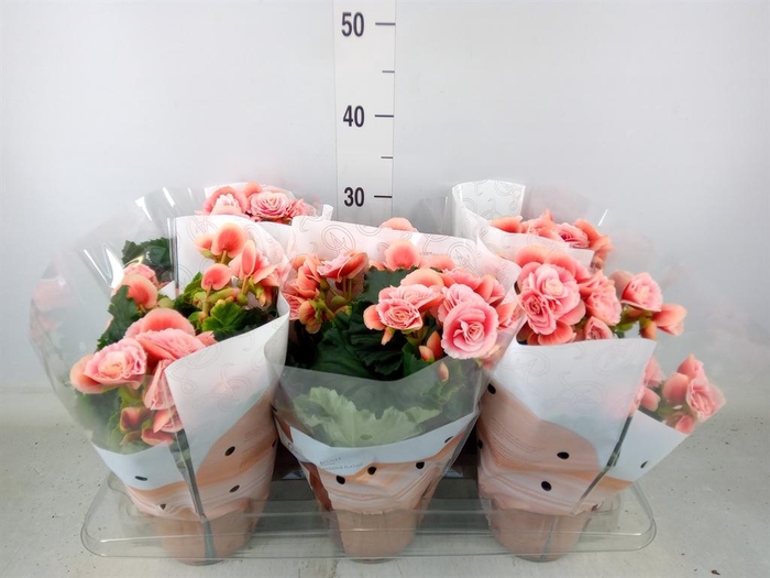 <h4>Begonia elat. DU 'Borias'</h4>