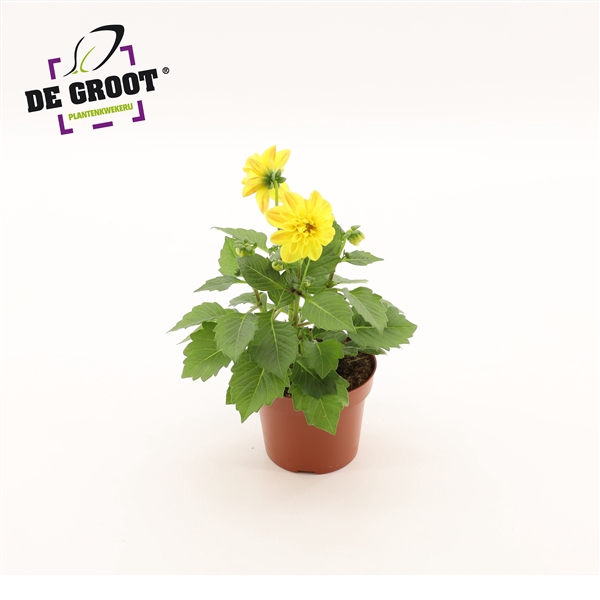 <h4>Dahlia (geel)</h4>
