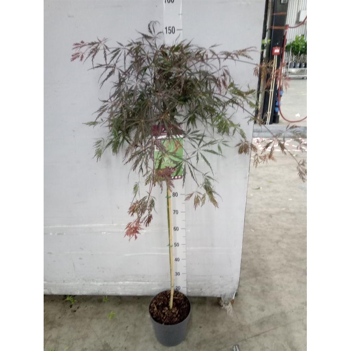 <h4>Acer palmatum 'Inaba-shidare'</h4>