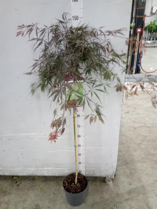 <h4>Acer palmatum 'Inaba-shidare'</h4>