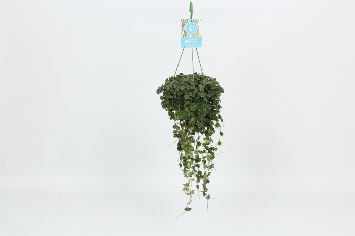 <h4>HangonGreen Hoya Curtisii 14 cm</h4>
