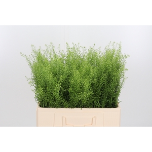 Lepidium Green Bell