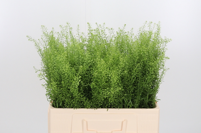 <h4>Lepidium Green Bell</h4>