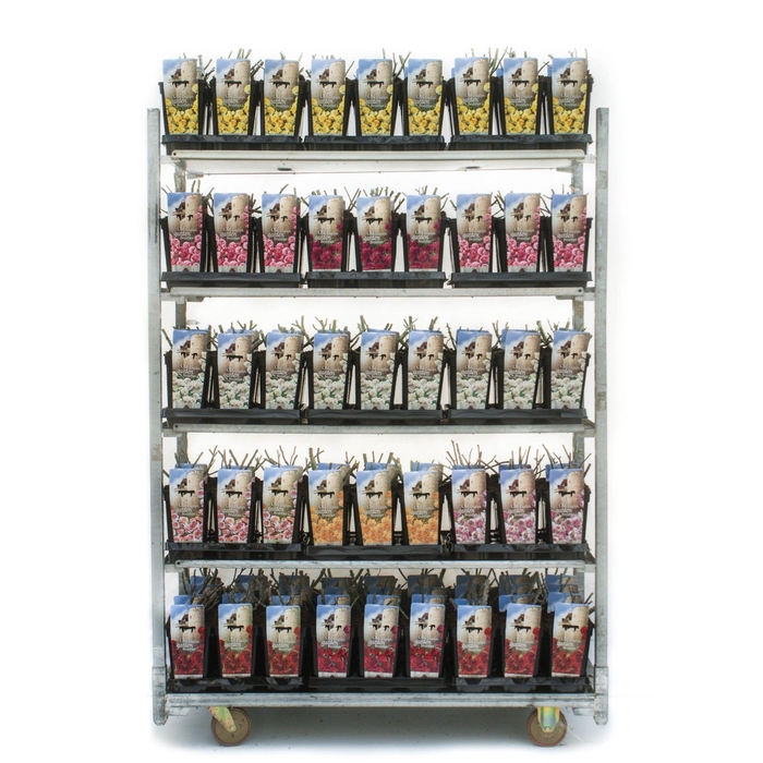 <h4>Old English Garden Beauties 3L</h4>