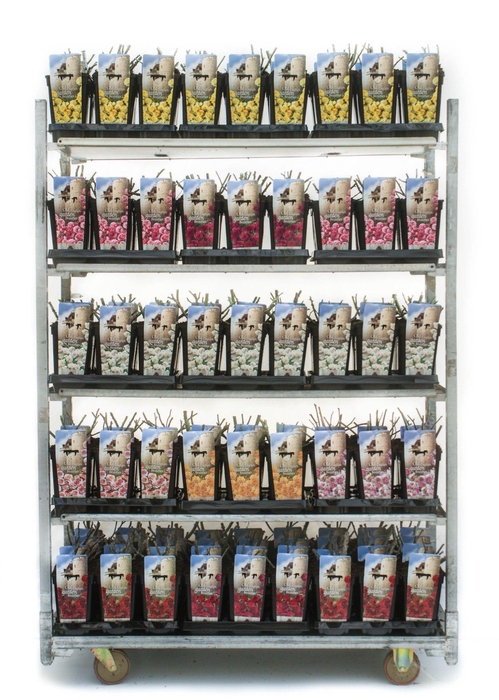 <h4>Old English Garden Beauties 3L</h4>