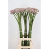 ALLIUM SILVERSPRING