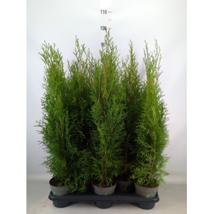 Thuja occid. 'Smaragd'