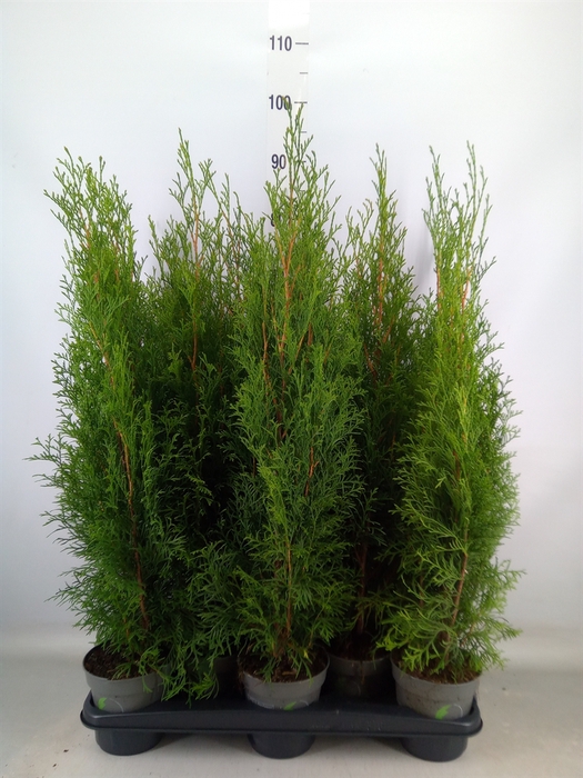 <h4>Thuja occid. 'Smaragd'</h4>