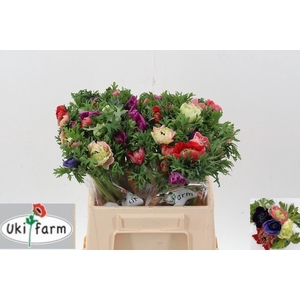 Anem Levante Gemengd In Bos