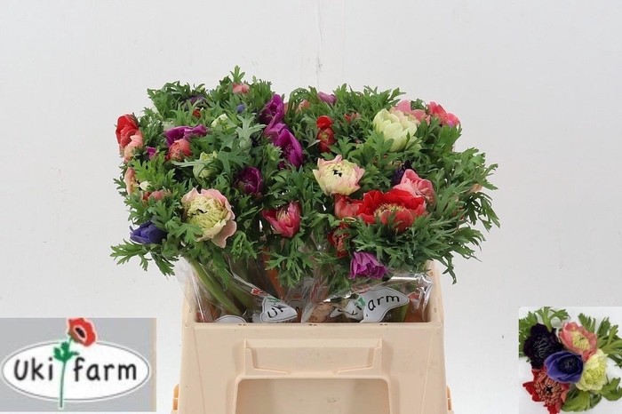 <h4>Anem Levante Gemengd In Bos</h4>