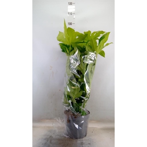 Fatsia japonica   ...