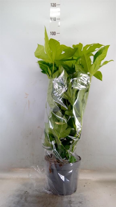 <h4>Fatsia japonica   ...</h4>