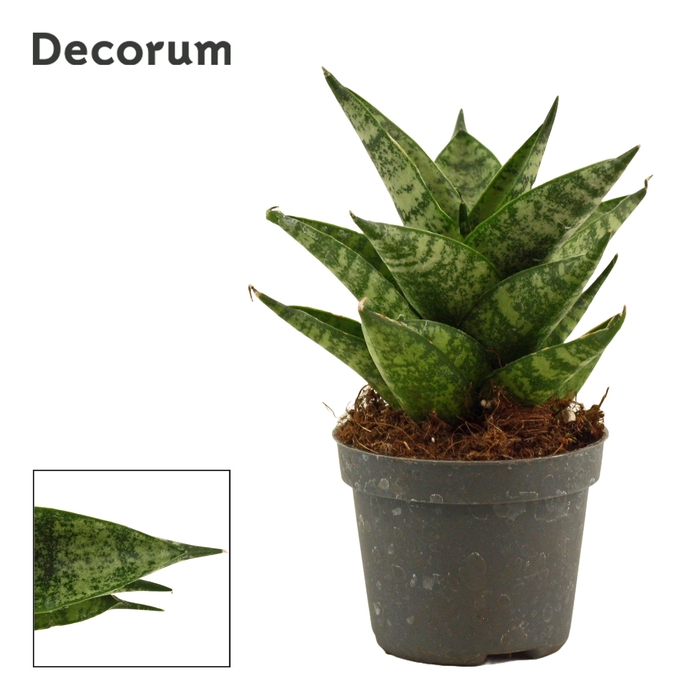 <h4>Sansevieria Brilliant crown 6 cm (Decorum)</h4>