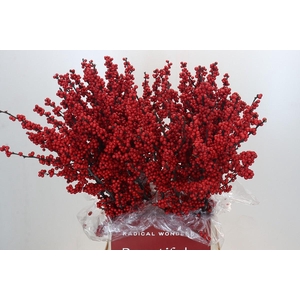 Ilex Crimson