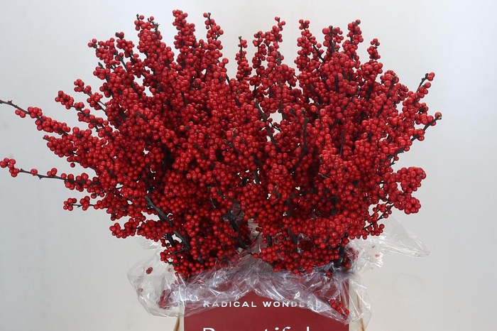 <h4>Ilex Crimson</h4>