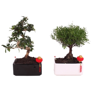 Bonsai Mixed S-Shape in Easy Care Ceramic Black/White ø22cm